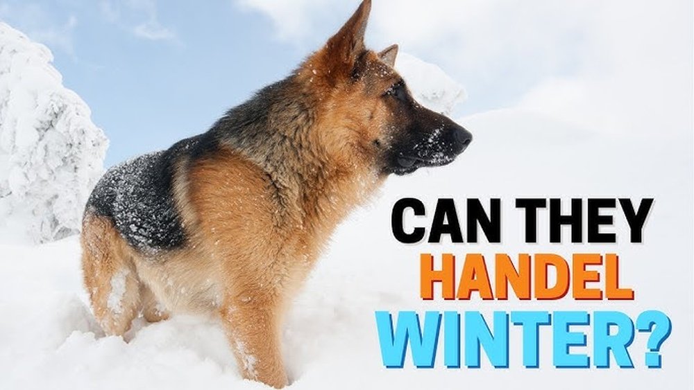 How Cold Is Too Cold for a German Shepherd?