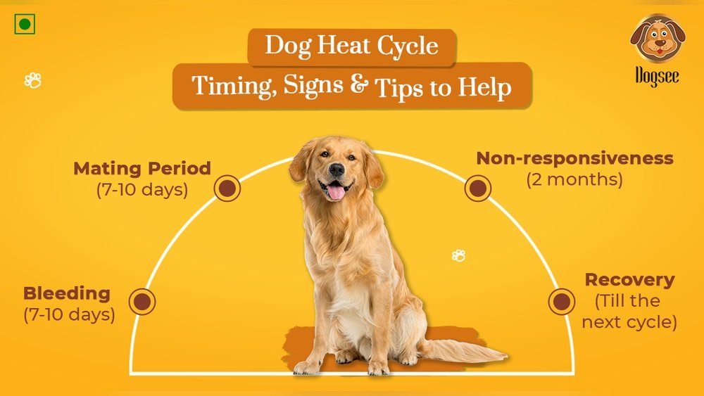 How Long Is a Golden Retriever in Heat? Cycle And Care Guide