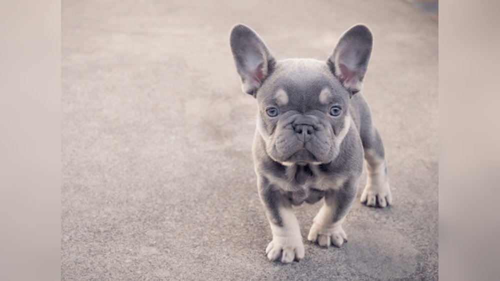 How Much Is a Pink Or White French Bulldog? Price And Color Guide
