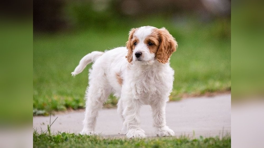 King Charles Spaniel Poodle Mix Full Grown: Size And Care