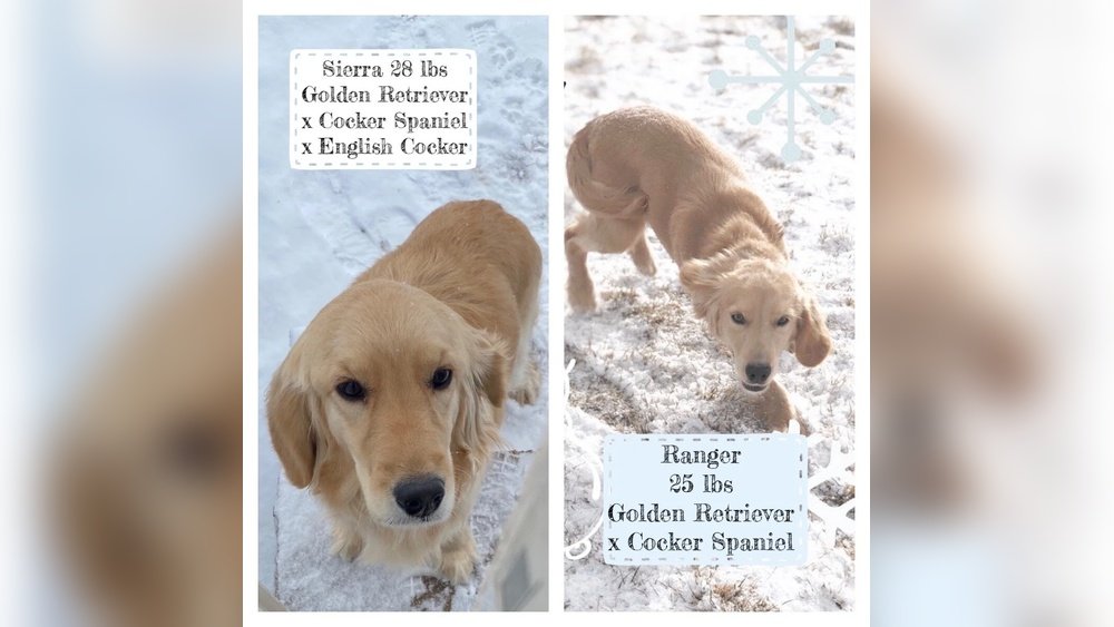 Mini Golden Retriever: Size Breed Mix And What to Know
