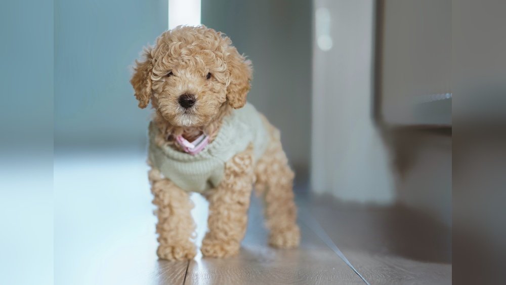 Poodle Breeds And Mixes That Don’T Shed: What to Know