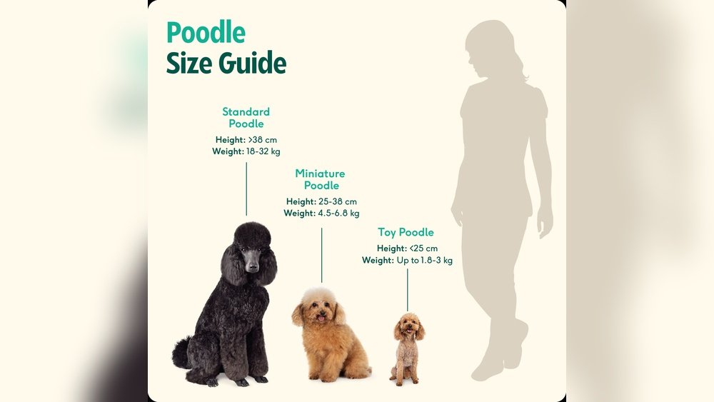 Standard Poodle Weight in Kg: Growth And Size Guide