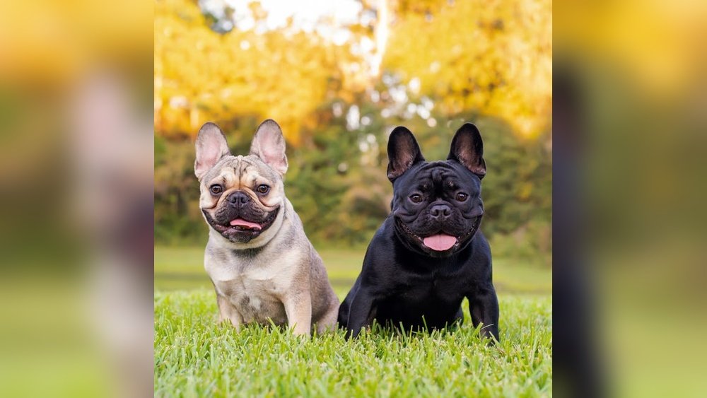 Teacup French Bulldog Full Grown: Size Risks And Reality