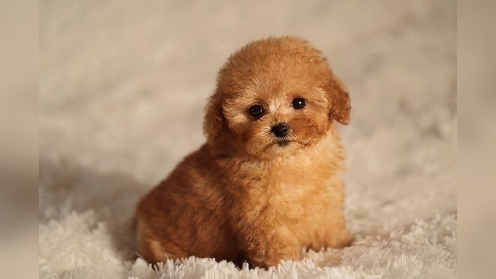 What Is the Smallest Poodle? Toy Teacup And Size Facts