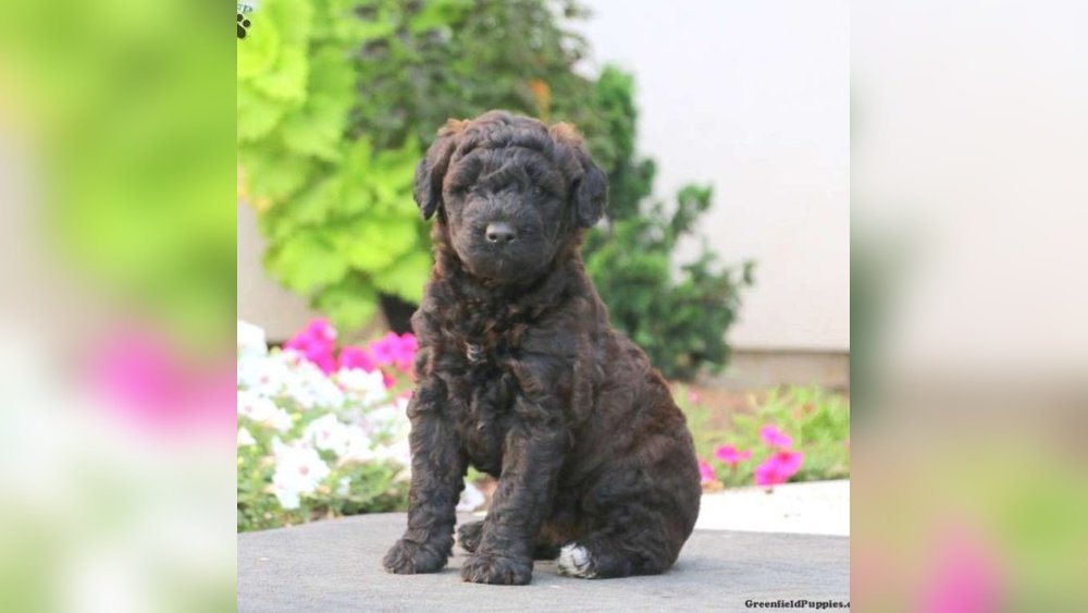 Wheaten Terrier Poodle Mix: Coat Size And Temperament