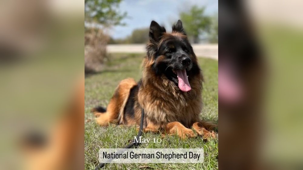 When Is National German Shepherd Day?