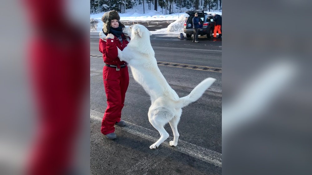 White German Shepherd Full Grown: Size Coat And Temperament