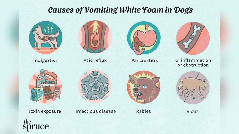 Why Is My Bulldog Coughing Up White Foam?