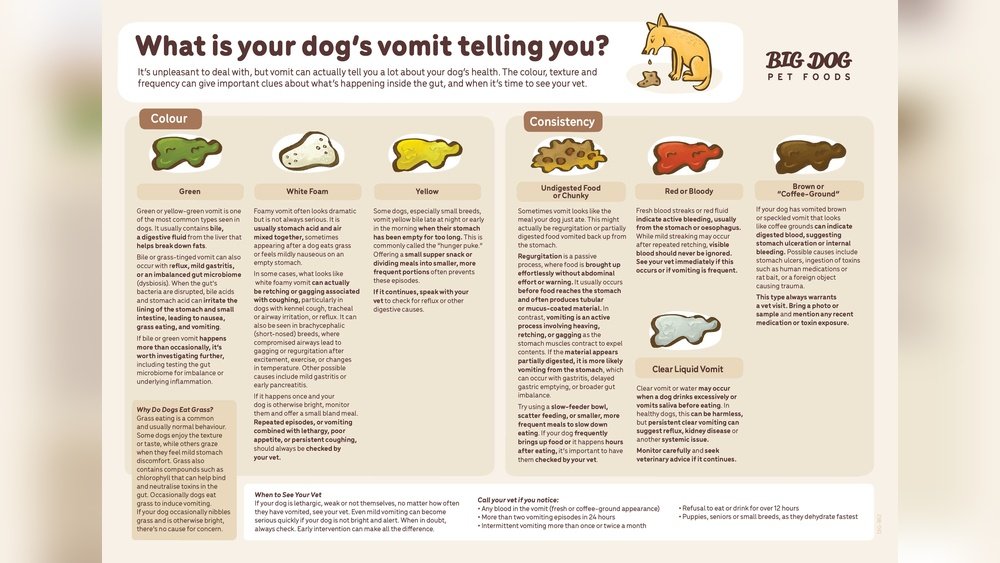 Why Is My French Bulldog Throwing Up? Causes And When to Call a Vet