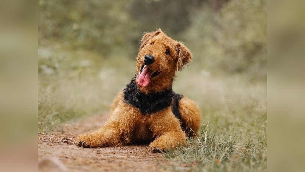 Airedale Terrier Complete Guide Temperament Size And Care