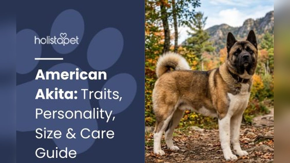 Akita Complete Guide Temperament Size And Care