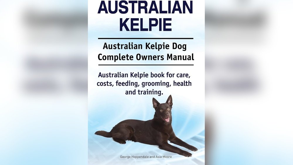Australian Kelpie Complete Guide Temperament Size And Care