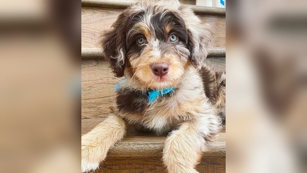 Australian Shepherd Poodle Mix (Aussiedoodle) Full Grown Guide