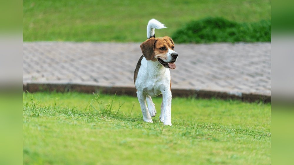 Beagle Basset Hound Mix Guide