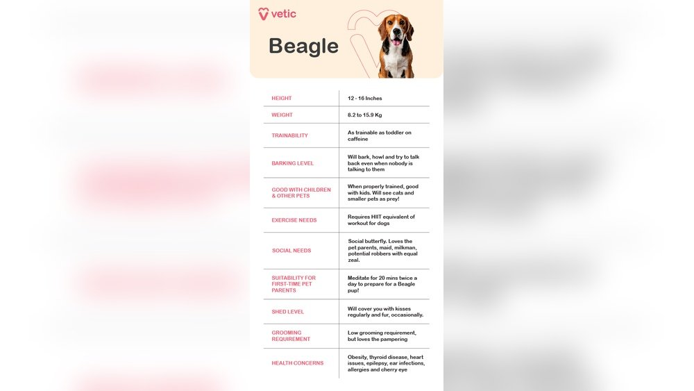 Beagle Complete Guide Temperament Size And Care