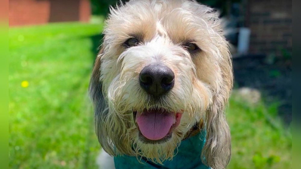 Beagle Poodle Mix (Poogle) Guide