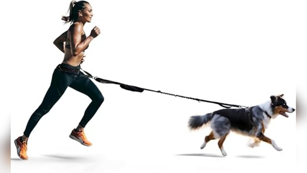 Best Canicross Harness And Leash Set