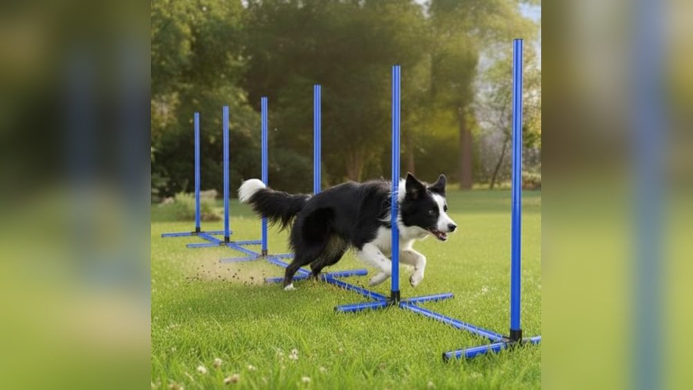 Best Dog Agility Weave Poles