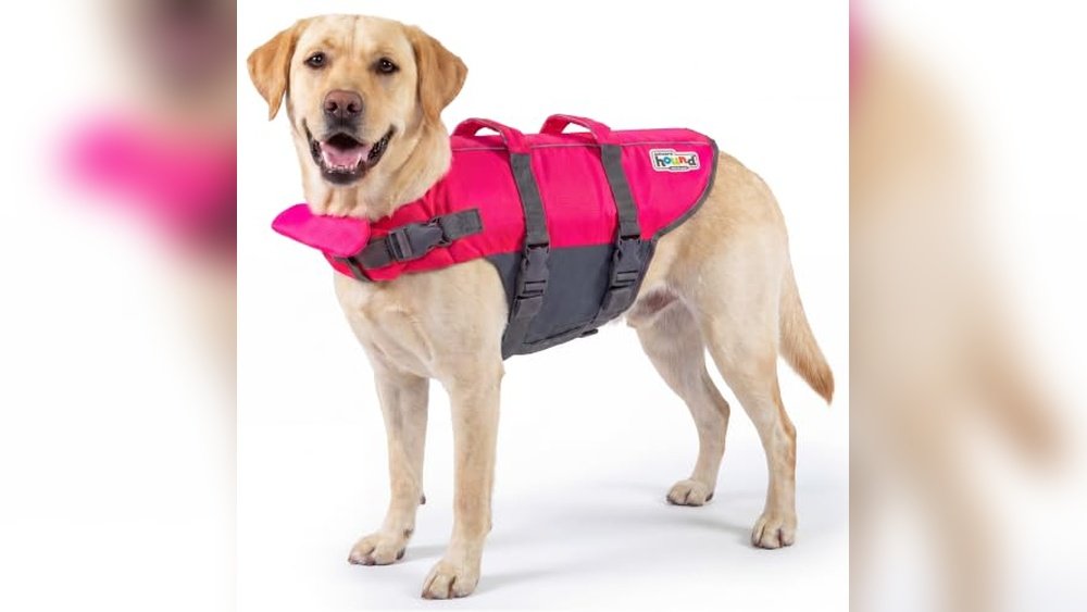 Best Dog Dock Diving Vest