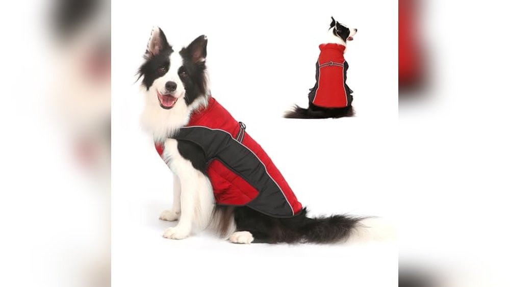 Best Dog Sweater for Cold Weather