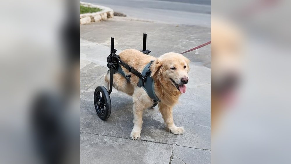 Best Dog Wheelchair for Senior Dogs 2026: Improve Mobility and Comfort