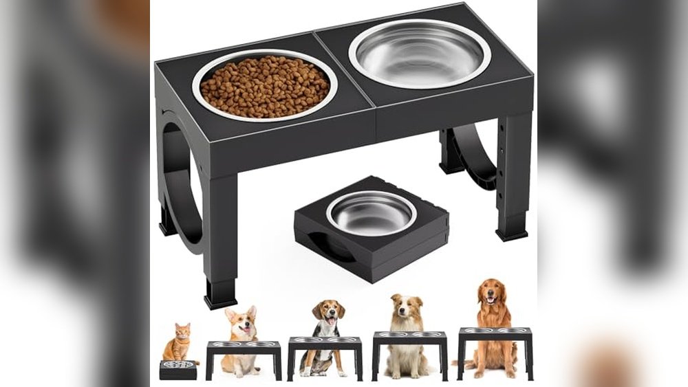 Best Elevated Dog Bowls