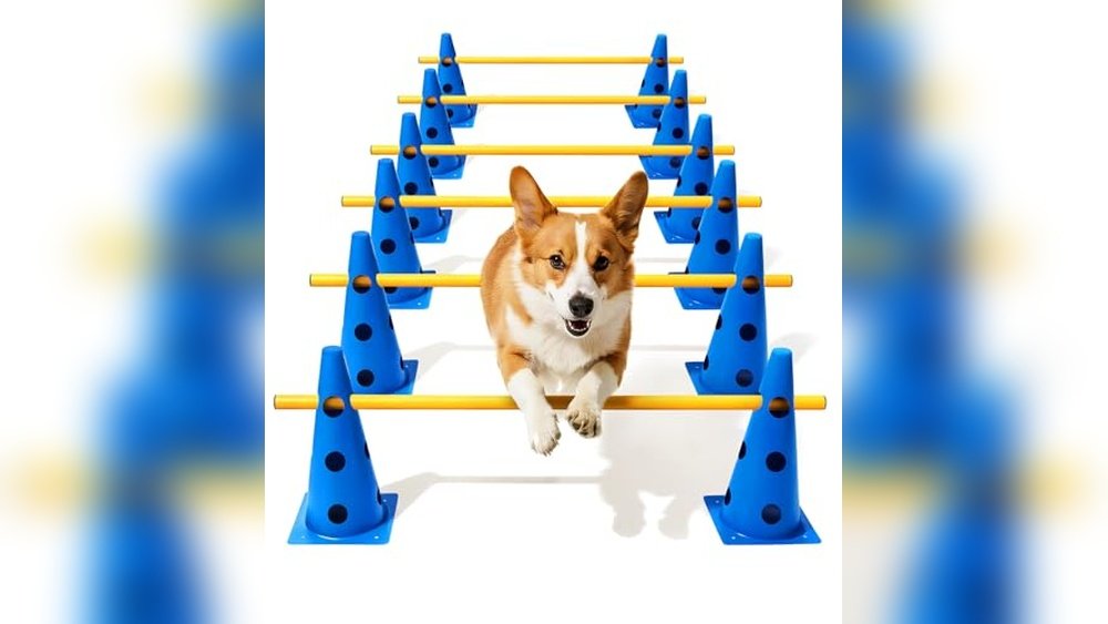 Best Flyball Equipment for Dogs