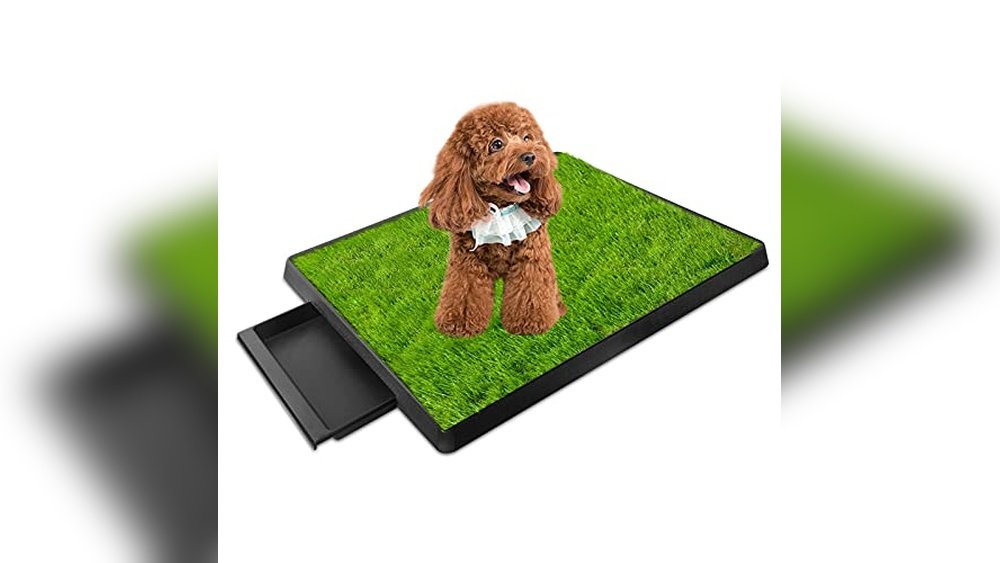 Best Indoor Potty Training Grass Patch