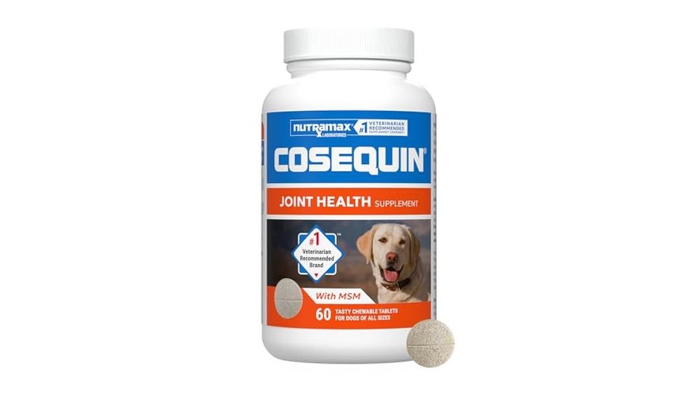 Best Joint Supplements for Dogs