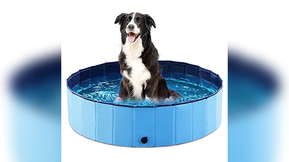 Best Kiddie Pool for Dogs