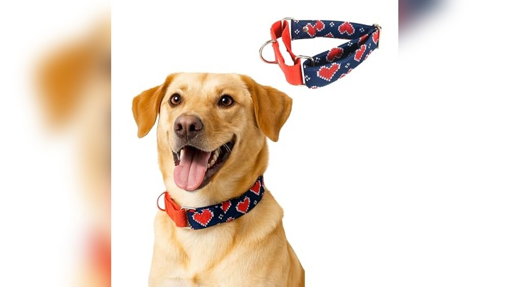 Best Martingale Collar for Dogs