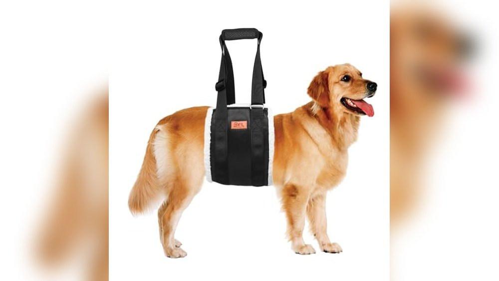 Best Mobility Harness for Senior Dogs