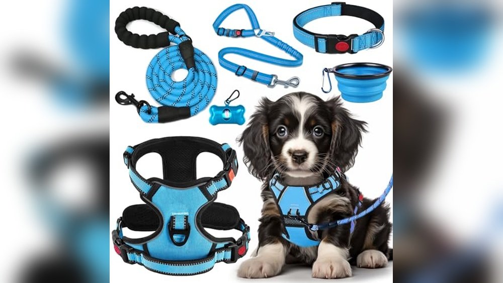 Best Puppy Starter Collar And Leash Set