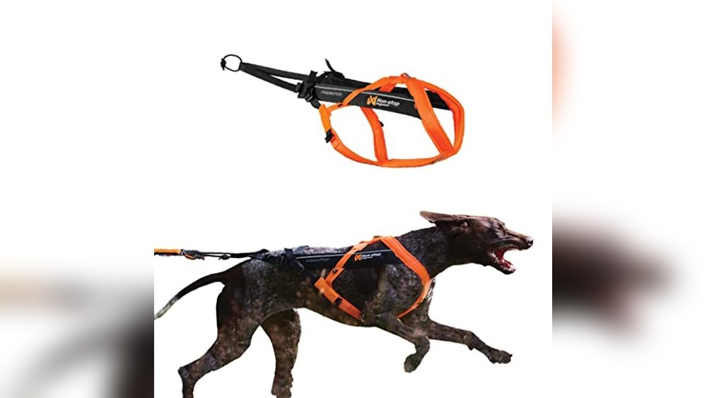 Best Skijoring Harness for Dogs