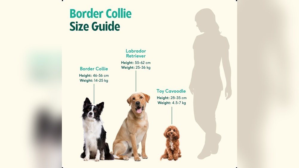 Border Collie Complete Guide Temperament Size And Care