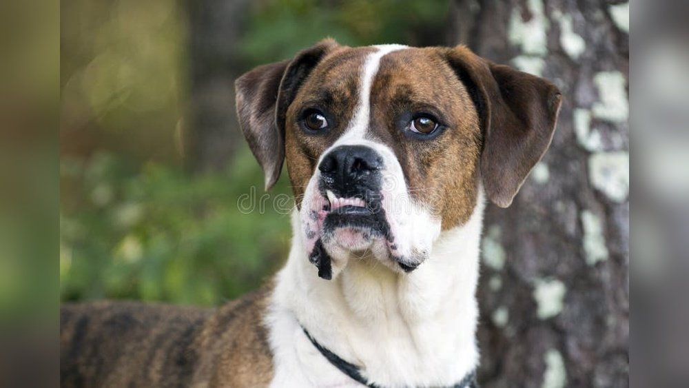 Boxer Bulldog Mix Guide