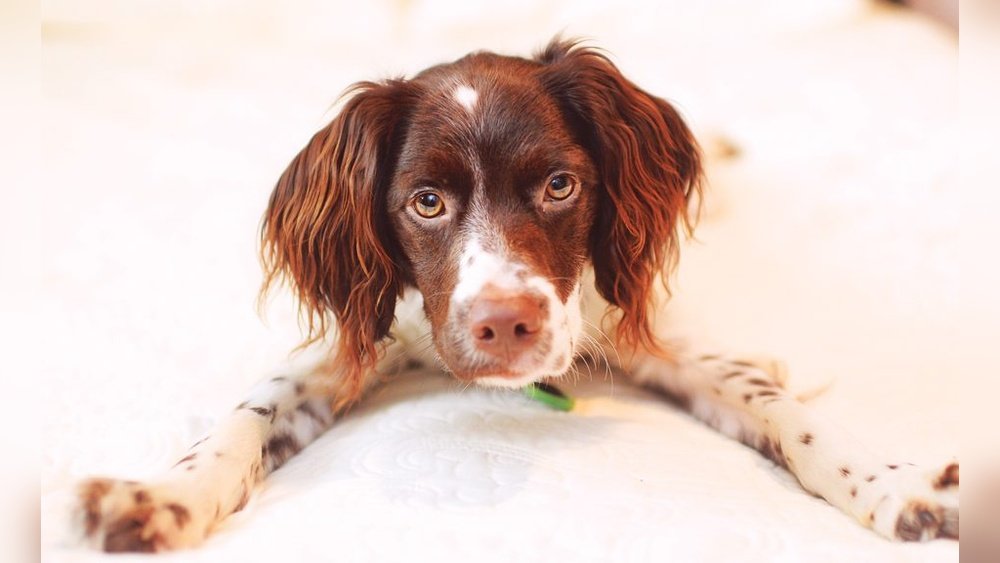 Brittany Spaniel Complete Guide Temperament Size And Care