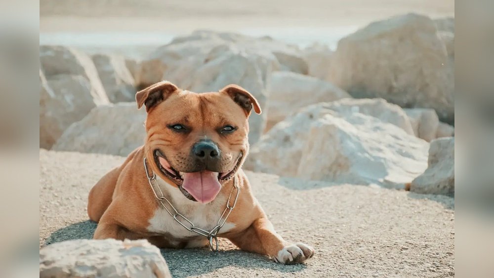 Bull Terrier Complete Guide Temperament Size And Care
