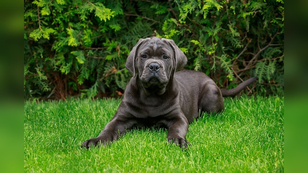 Cane Corso Complete Guide Temperament Size And Care