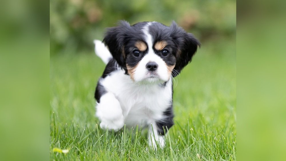 Cavalier King Charles Spaniel Complete Guide Temperament Size And Care