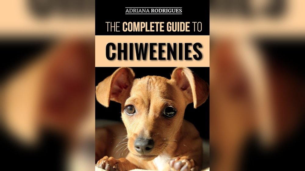 Chihuahua Dachshund Mix (Chiweenie) Guide