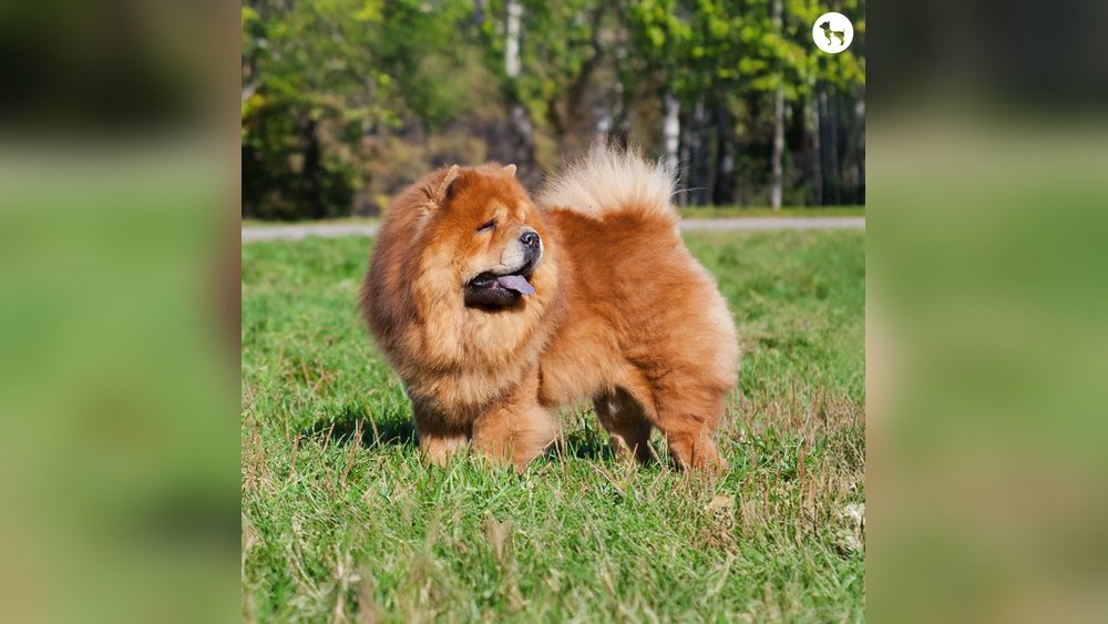 Chow Chow Complete Guide Temperament Size And Care