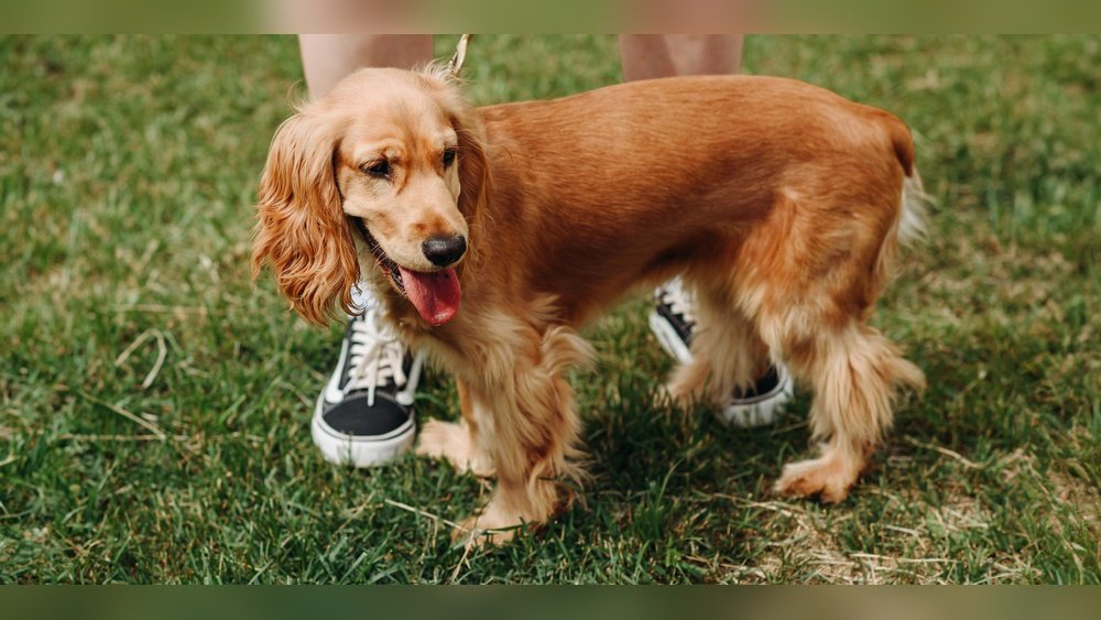 Cocker Spaniel Complete Guide Temperament Size And Care