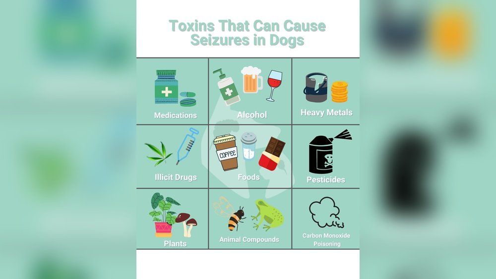 Common Causes of Seizures in Dogs