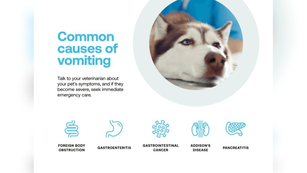 Common Causes of Vomiting in Dogs