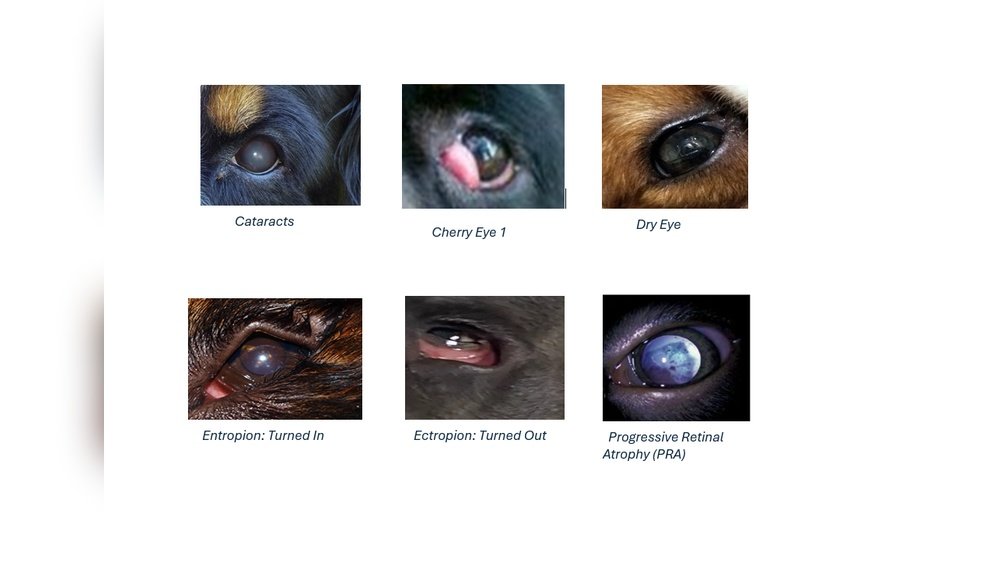 Common Eye Problems in Dogs