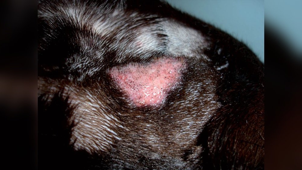 Common Skin Infections in Dogs