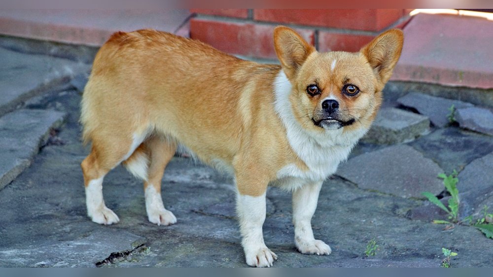 Corgi Chihuahua Mix (Chigi) Guide