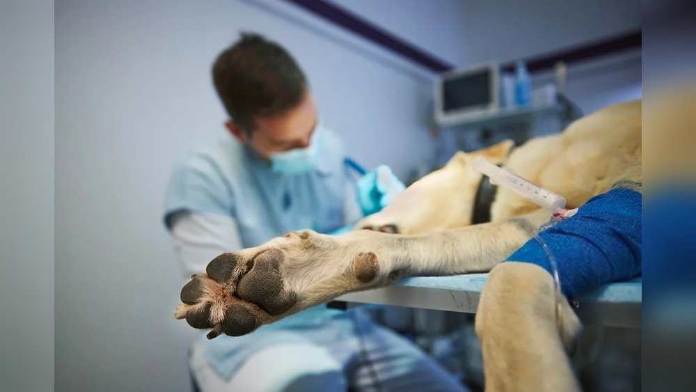 Cost of Common Vet Procedures